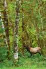 Young Roosevelt bull elk-rainforest shades of green-Olympic Peninsula-Washington State-USA Art Print